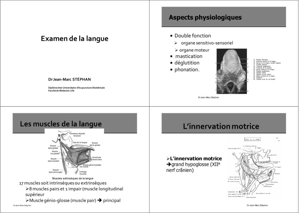 Lille L'innervation motrice grand hypoglosse (XII e nerf crânien) 17 muscles soit intrinsèques ou