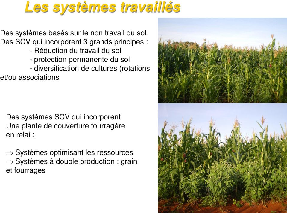 du sol - diversification de cultures (rotations et/ou associations Des systèmes SCV qui incorporent