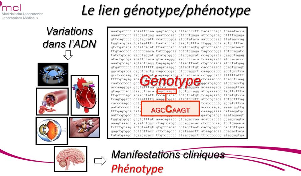 génotype/phénotype