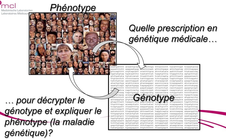 le génotype et expliquer le