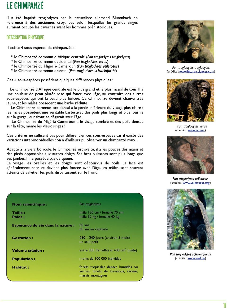 DESCRIPTION PHYSIQUE Il existe 4 sous-espèces de chimpanzés : * le Chimpanzé commun d Afrique centrale (Pan troglodytes troglodytes) * le Chimpanzé commun occidental (Pan troglodytes verus) * le