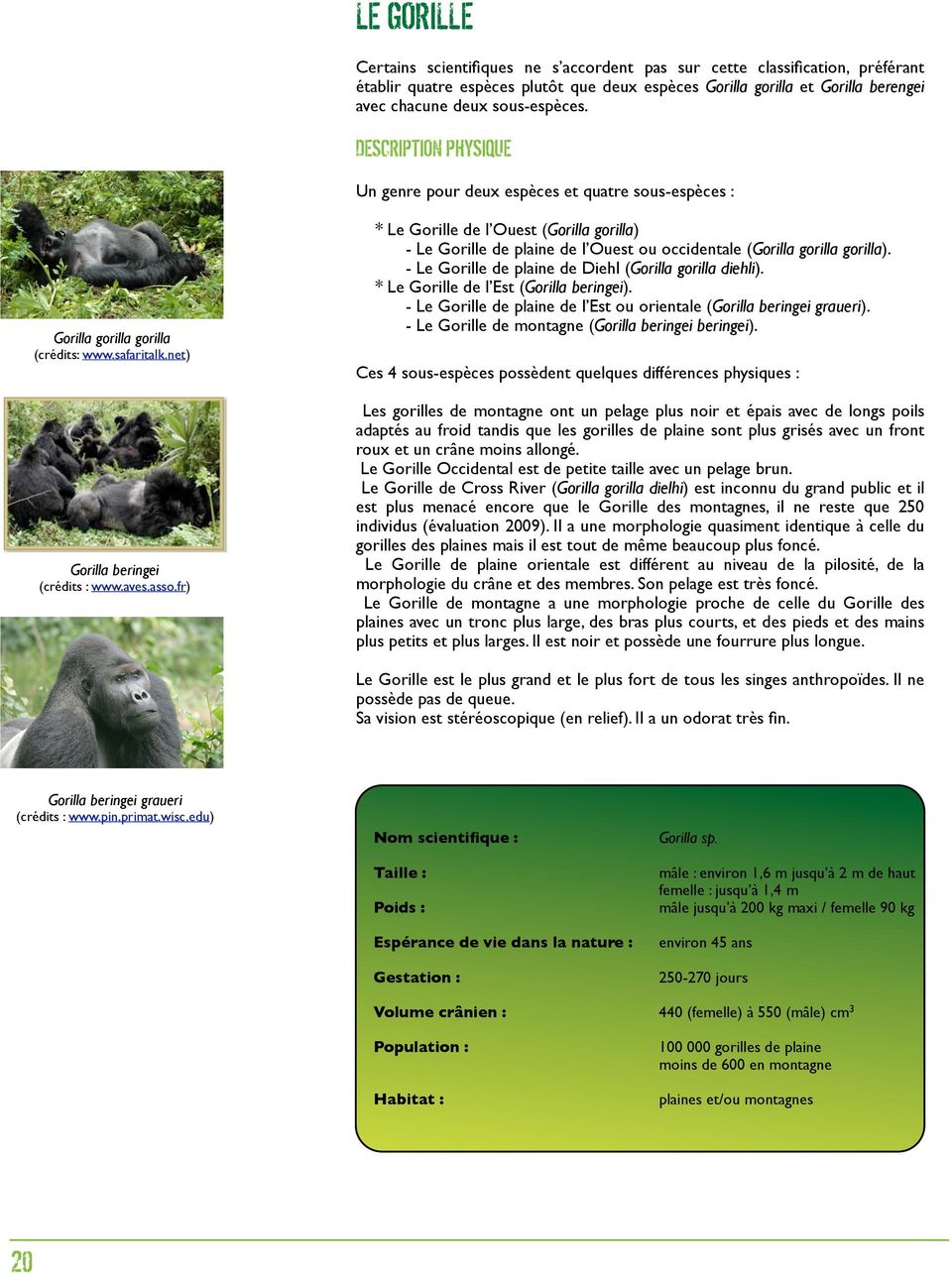fr) * Le Gorille de l Ouest (Gorilla gorilla) - Le Gorille de plaine de l Ouest ou occidentale (Gorilla gorilla gorilla). - Le Gorille de plaine de Diehl (Gorilla gorilla diehli).