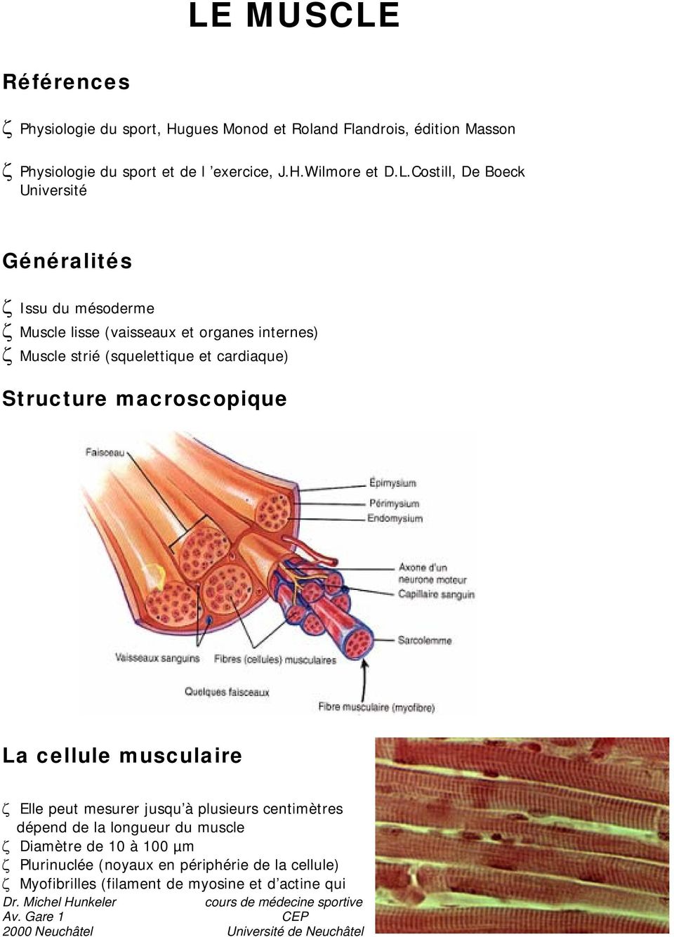 Structure macroscopique La cellule musculaire Elle peut mesurer jusqu à plusieurs centimètres dépend de la longueur du muscle Diamètre de 10 à 100 µm