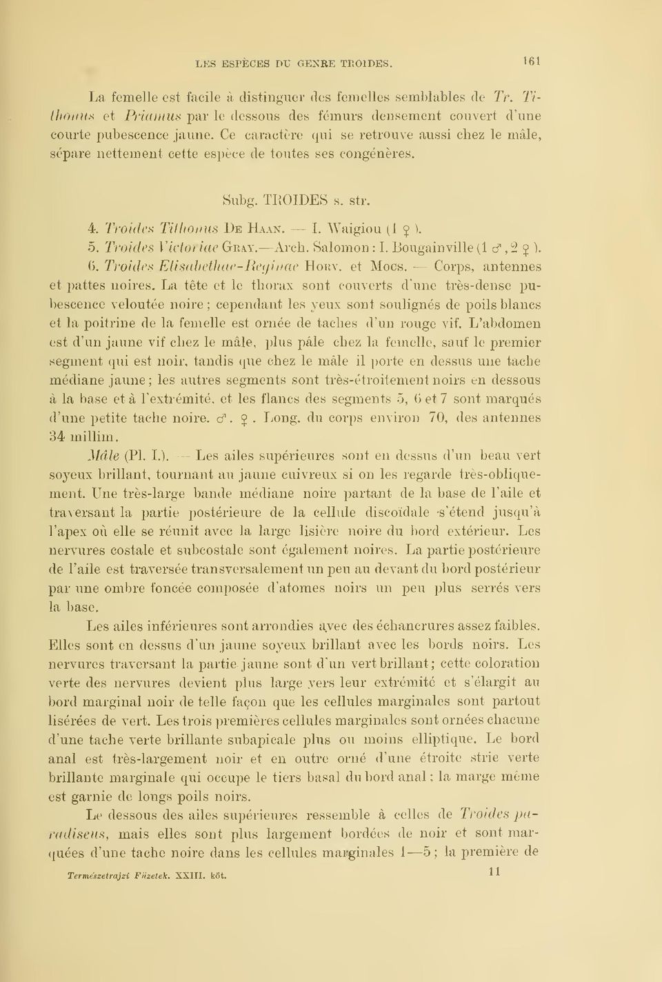 Troides Victoriae Gray, Arch. Salomon : I. Bougainville (1 cf, 2 5 ), 6. Troides Elisahethae-Refiinae Horv. et Mocs. Corps, antennes et pattes noires.