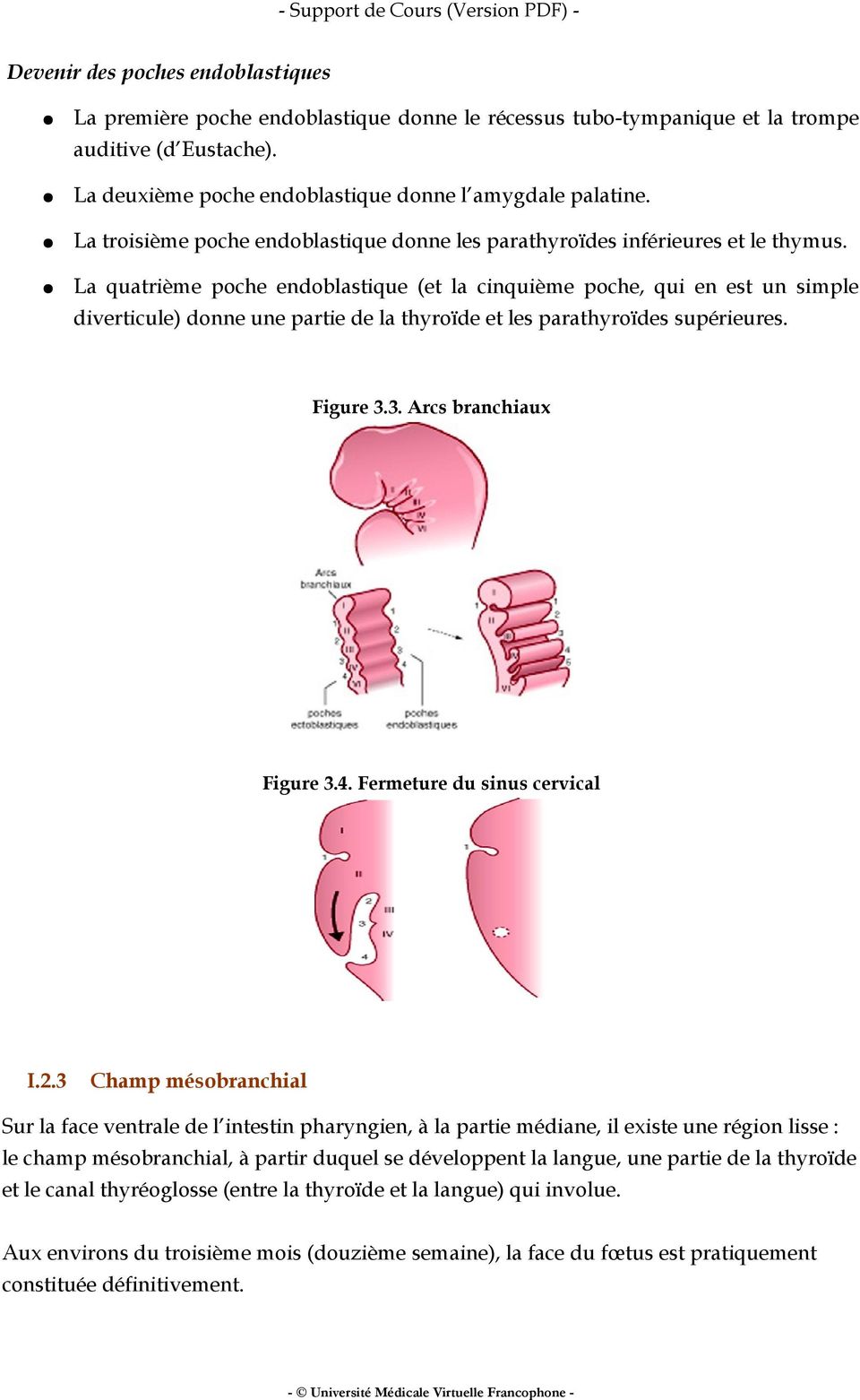 La quatrième poche endoblastique (et la cinquième poche, qui en est un simple diverticule) donne une partie de la thyroïde et les parathyroïdes supérieures. Figure 3.3. Arcs branchiaux Figure 3.4.