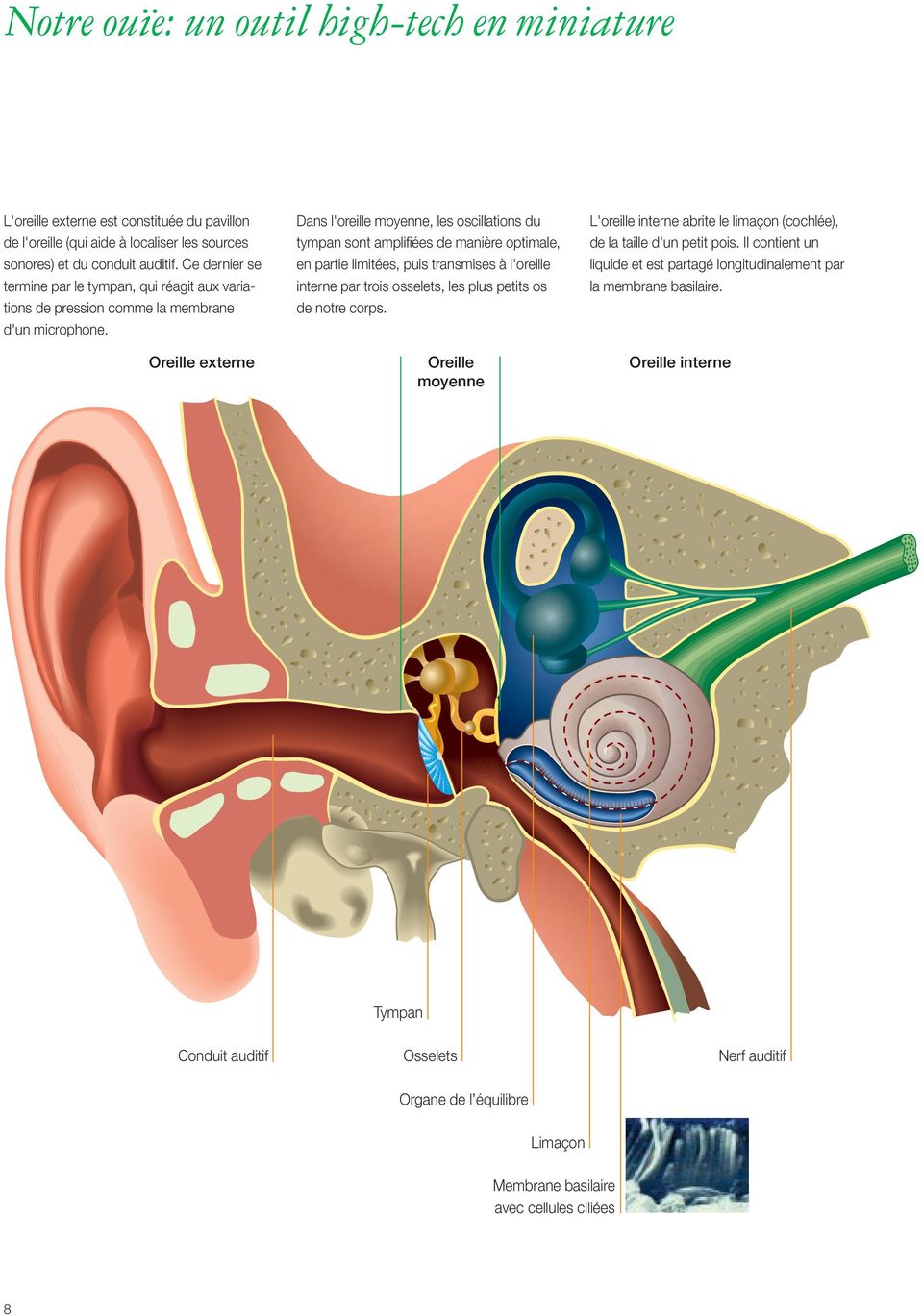 Oreille externe Dans l'oreille moyenne, les oscillations du tympan sont amplifiées de manière optimale, en partie limitées, puis transmises à l'oreille interne par trois osselets, les plus petits os