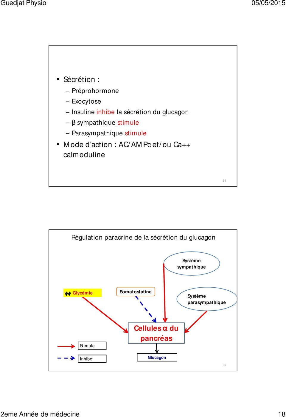 Régulation paracrine de la sécrétion du glucagon Système sympathique Glycémie