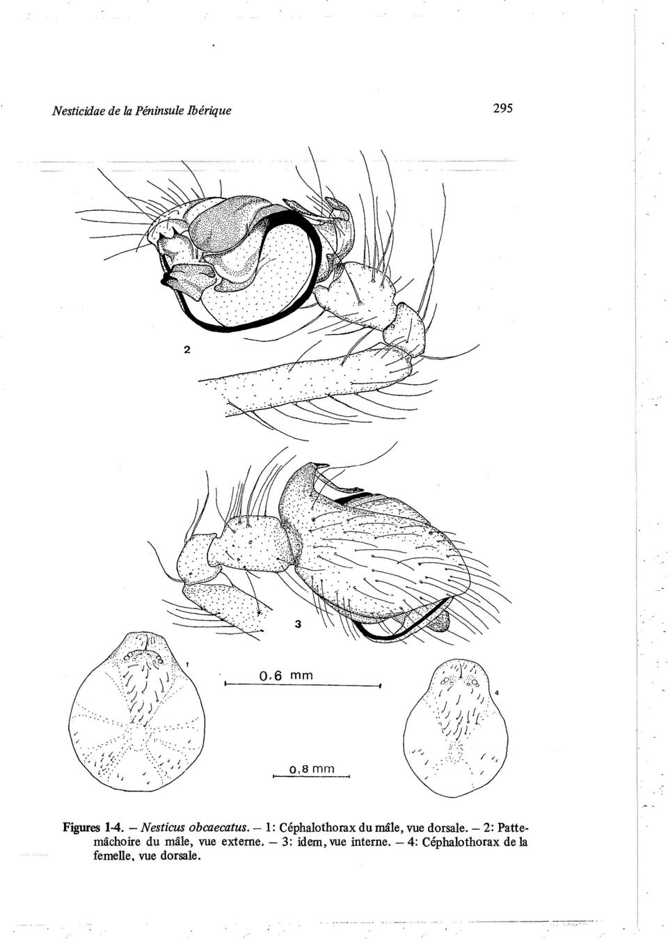- 1: Céphalothorax du mâle, vue dorsale.
