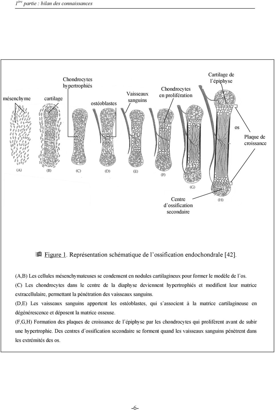 (A,B) Les cellules mésenchymateuses se condensent en nodules cartilagineux pour former le modèle de l os.