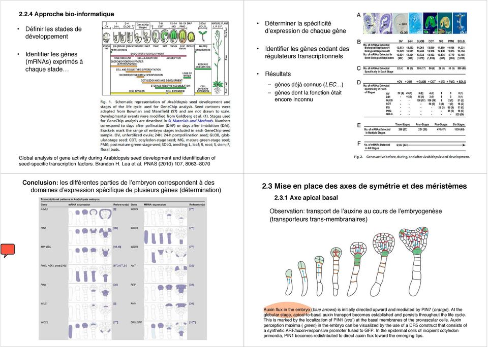 identification of seed-specific transcription factors. Brandon H. Lea et al.