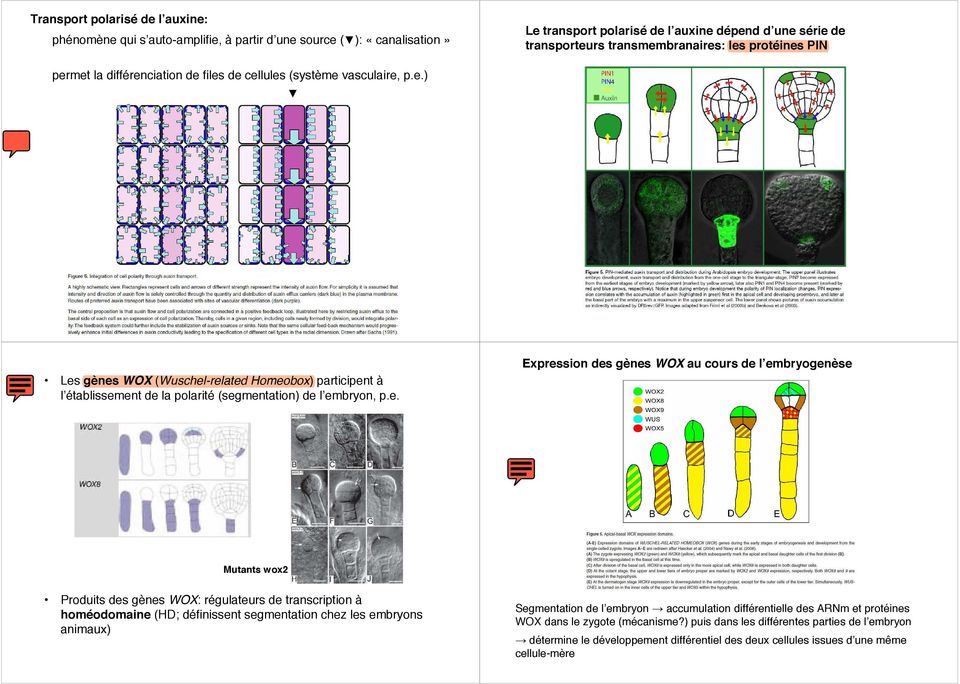 e. Expression des gènes WOX au cours de l embryogenèse Mutants wox2 Produits des gènes WOX: régulateurs de transcription à homéodomaine (HD; définissent segmentation chez les embryons animaux)