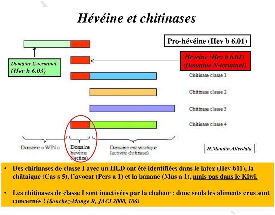 Allerdata Des chitinases de classe I avec un HLD ont été identifiées dans le latex (Hev b11), la châtaigne (Cas s