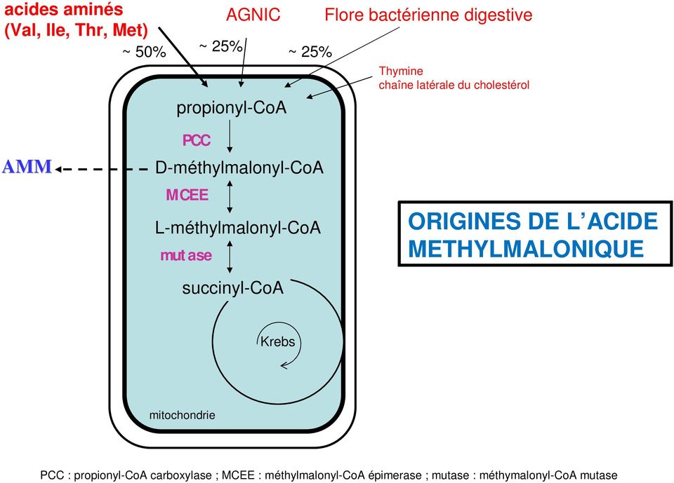 L-méthylmalonyl-CoA mutase succinyl-coa ORIGINES DE L ACIDE METHYLMALONIQUE Krebs