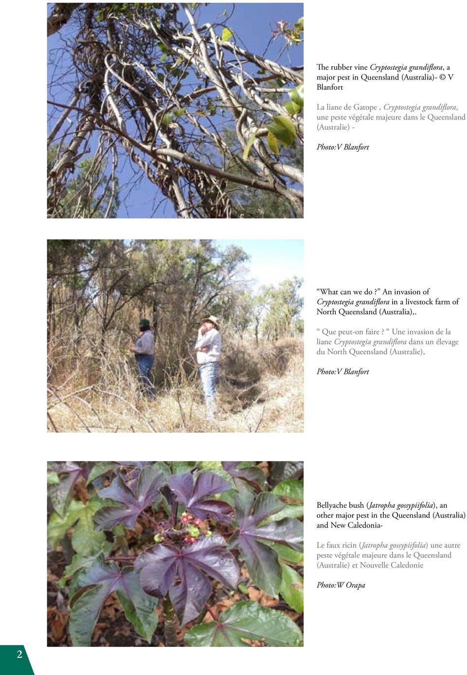 Une invasion de la liane Cryptostegia grandiflora dans un élevage du North Queensland (Australie), Photo:V Blanfort Bellyache bush (Jatropha gossypiifolia), an other major pest