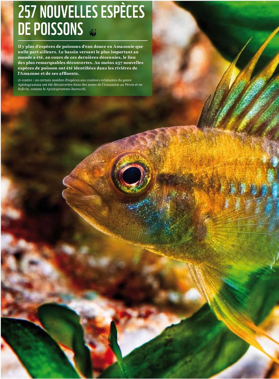 Au moins 257 nouvelles espèces de poisson ont été identifiées dans les rivières de l Amazone et de ses affluents.