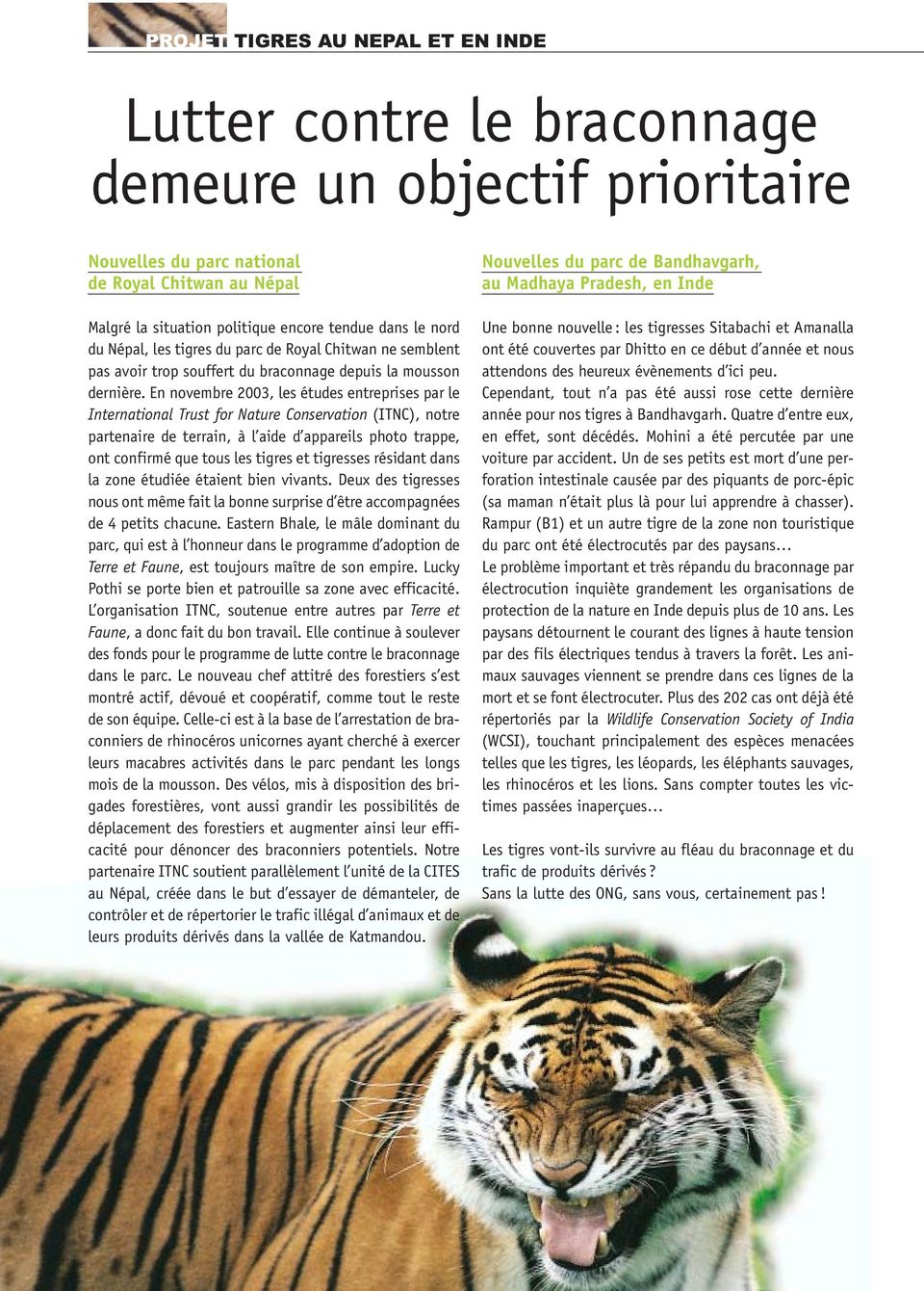 En novembre 2003, les études entreprises par le International Trust for Nature Conservation (ITNC), notre partenaire de terrain, à l aide d appareils photo trappe, ont confirmé que tous les tigres et