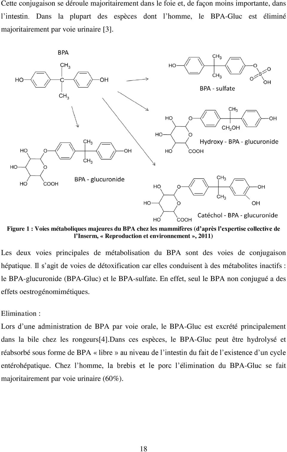 Figure 1 : Voies métaboliques majeures du BPA chez les mammifères (d après l expertise collective de l Inserm, «Reproduction et environnement», 2011) Les deux voies principales de métabolisation du