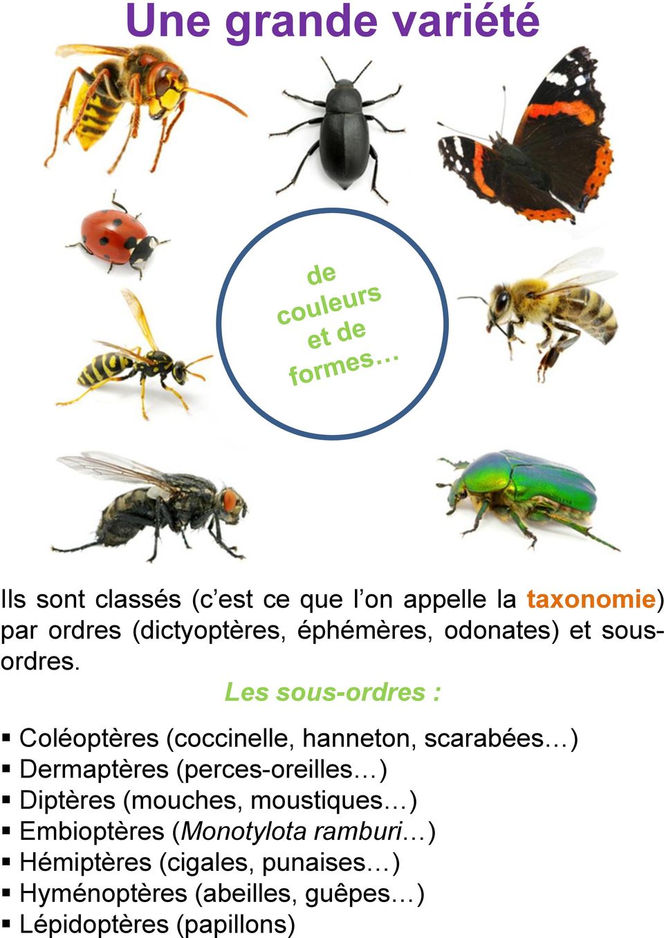 Les sous-ordres : Coléoptères (coccinelle, hanneton, scarabées ) Dermaptères (perces-oreilles )