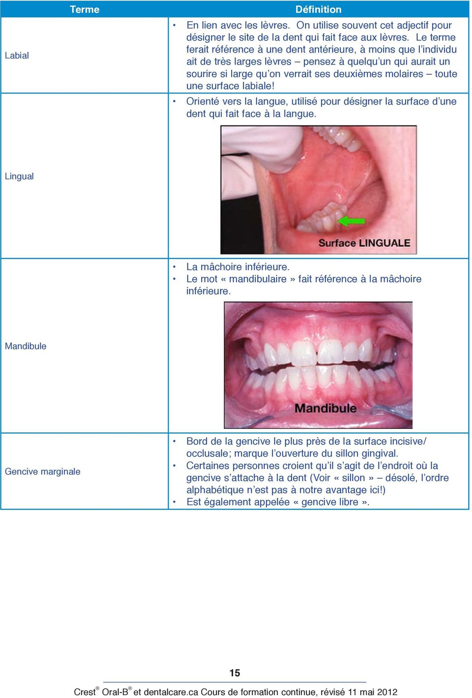 surface labiale! Orienté vers la langue, utilisé pour désigner la surface d une dent qui fait face à la langue. Lingual La mâchoire inférieure.