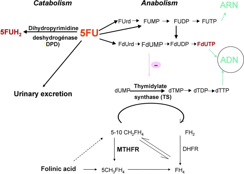 FdUDP FdUTP - ADN Urinary excretion Thymidylate dump dtmp