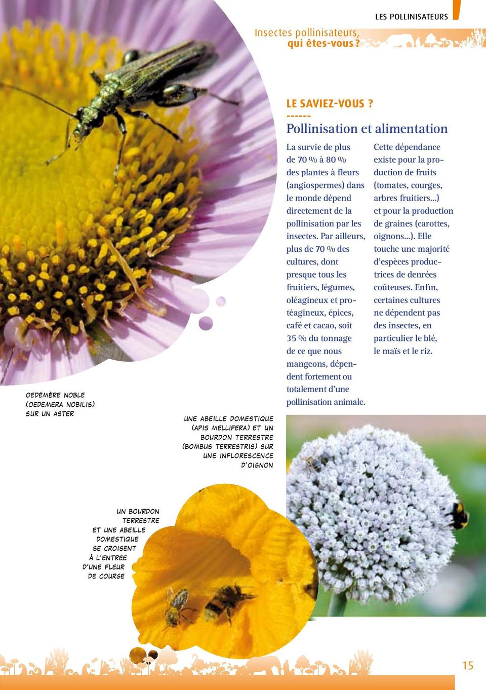 ------ Pollinisation et alimentation La survie de plus de 70 % à 80 % des plantes à fleurs (angiospermes) dans le monde dépend directement de la pollinisation par les insectes.