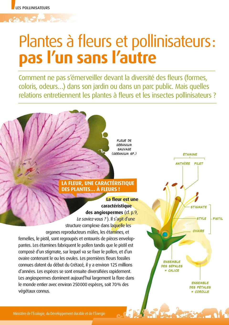 ) étamine anth re filet La fleur, une caractéristique des plantes à fleurs! La fleur est une caractéristique des angiospermes (cf. p. 9, Le saviez-vous? ).