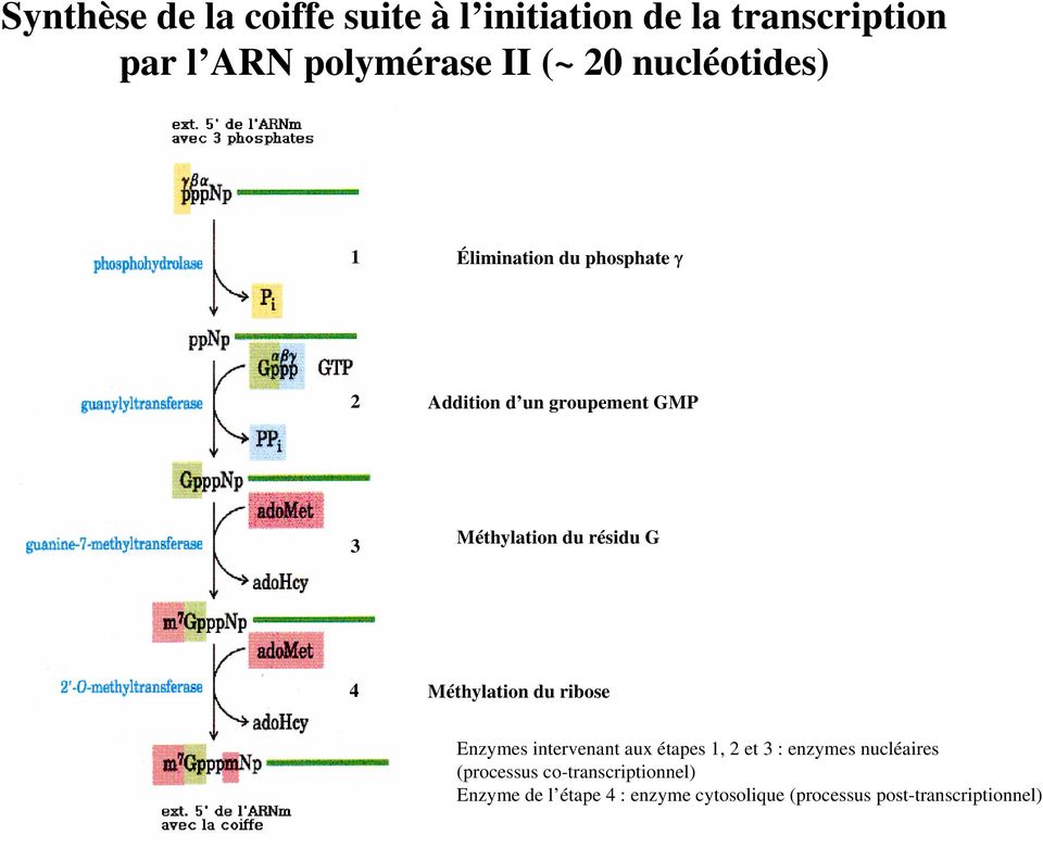 résidu G 4 Méthylation du ribose Enzymes intervenant aux étapes 1, 2 et 3 : enzymes nucléaires