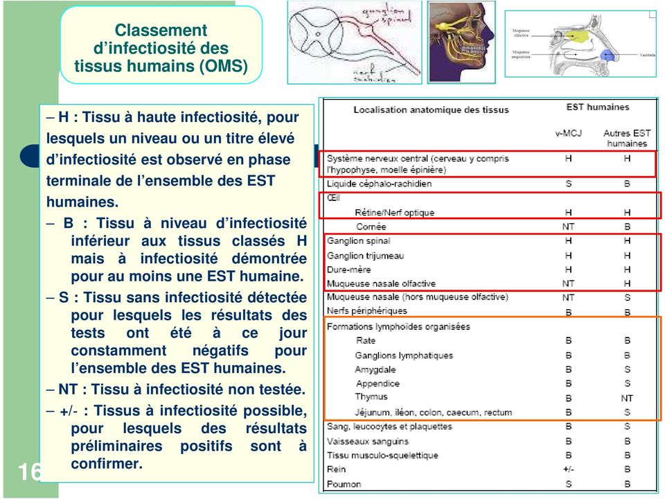 B : Tissu à niveau d infectiosité inférieur aux tissus classés H mais à infectiosité démontrée pour au moins une EST humaine.