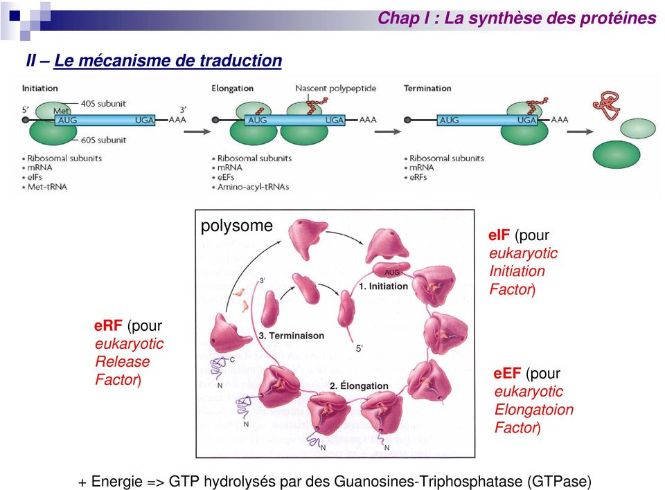 eukaryotic Elongatoion Factor) + Energie => GTP
