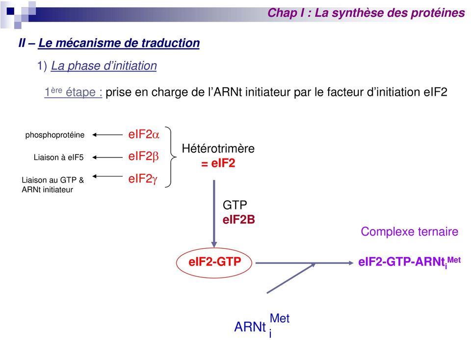 eif5 Liaison au GTP & ARNt initiateur eif2α eif2β eif2γ Hétérotrimère