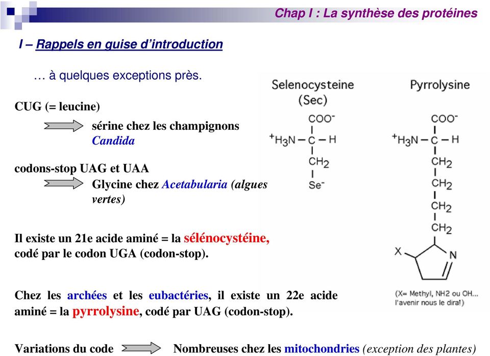 vertes) Il existe un 21e acide aminé = la sélénocystéine, codé par le codon UGA (codon-stop).