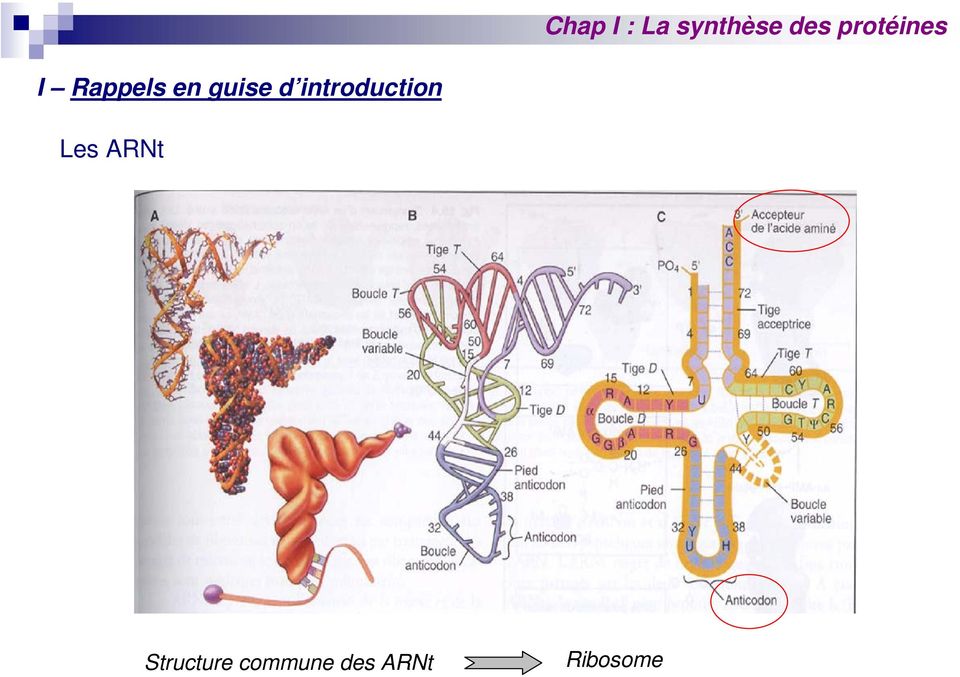 ARNt Structure