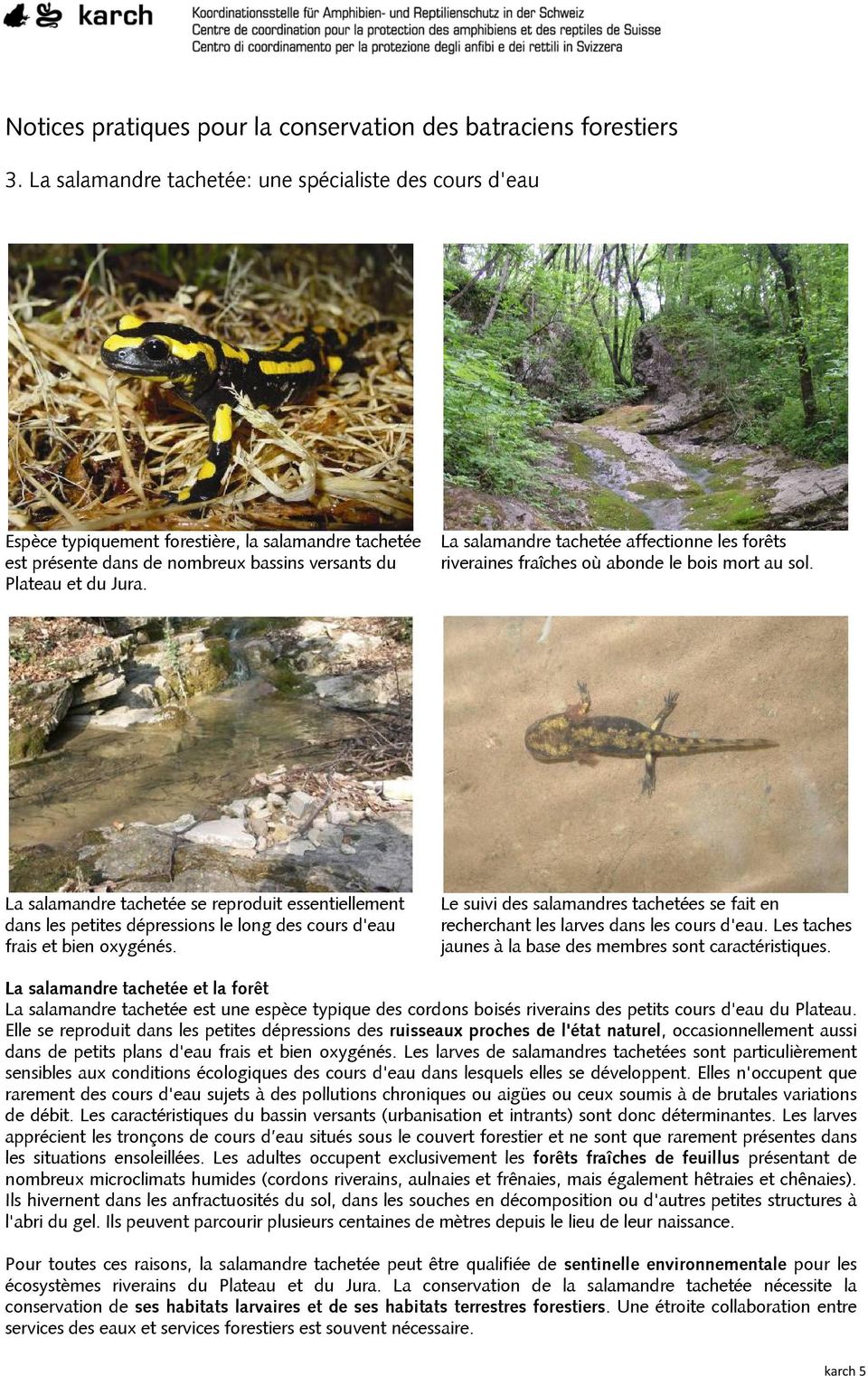 La salamandre tachetée affectionne les forêts riveraines fraîches où abonde le bois mort au sol.