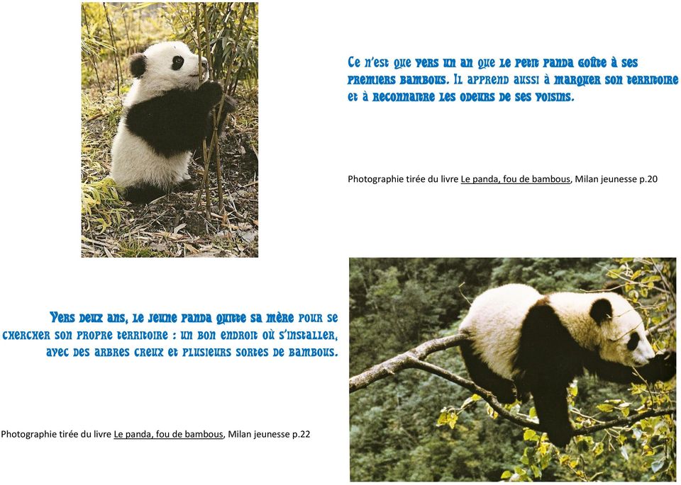 Photographie tirée du livre Le panda, fou de bambous, Milan jeunesse p.