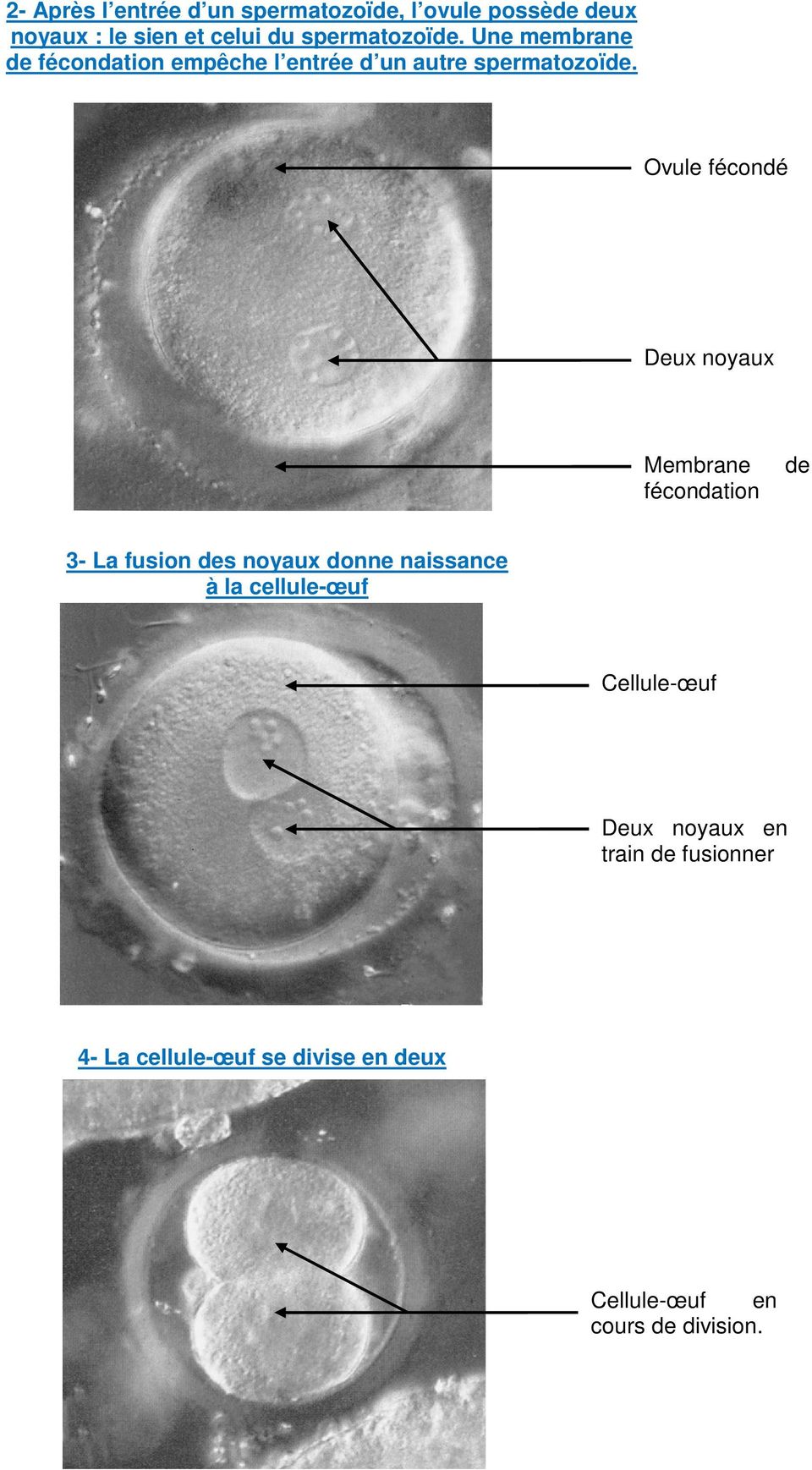 Ovule fécondé Deux noyaux Membrane fécondation de 3- La fusion des noyaux donne naissance à la