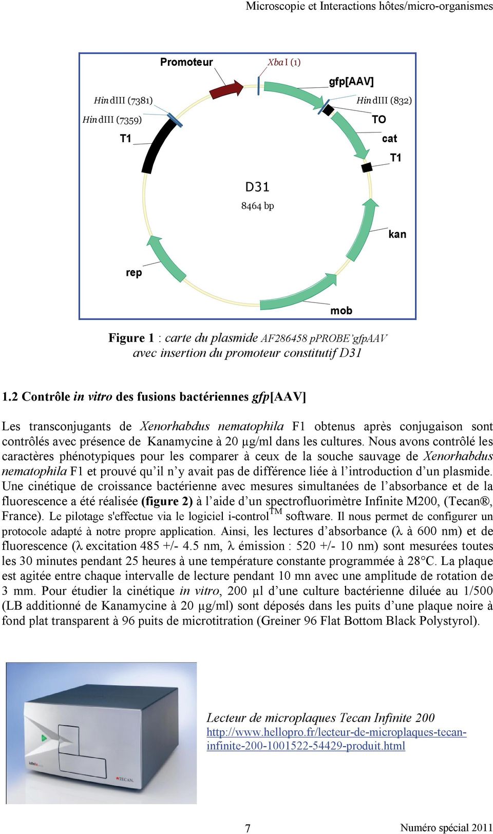 2 Contrôle in vitro des fusions bactériennes gfp[aav] Les transconjugants de Xenorhabdus nematophila F1 obtenus après conjugaison sont contrôlés avec présence de Kanamycine à 20 µg/ml dans les