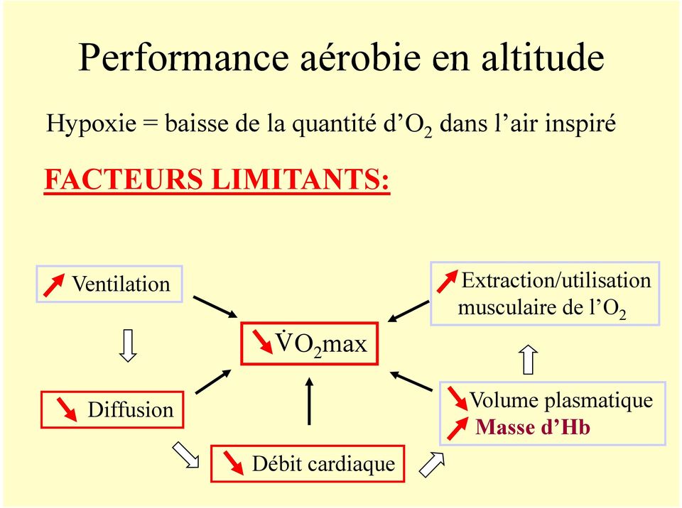 Ventilation V& O 2 max Extraction/utilisation musculaire