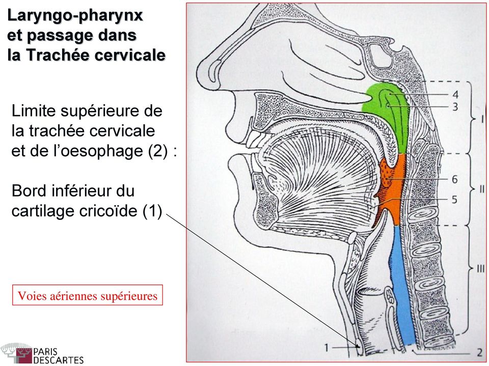 cervicale et de l oesophage (2) : Bord