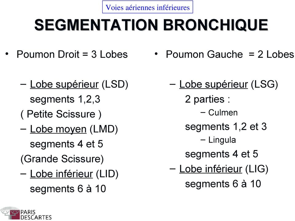 Scissure) Lobe inférieur (LID) segments 6 à 10 Poumon Gauche = 2 Lobes Lobe supérieur