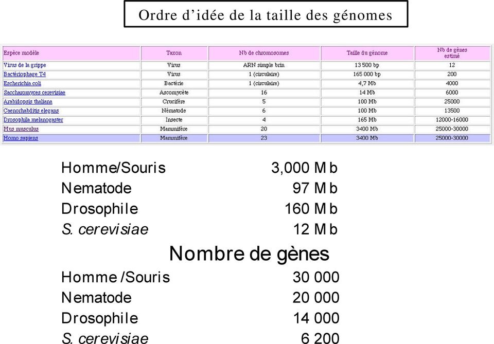 cerevisiae 12 Mb Nombre de gènes Homme /Souris 30