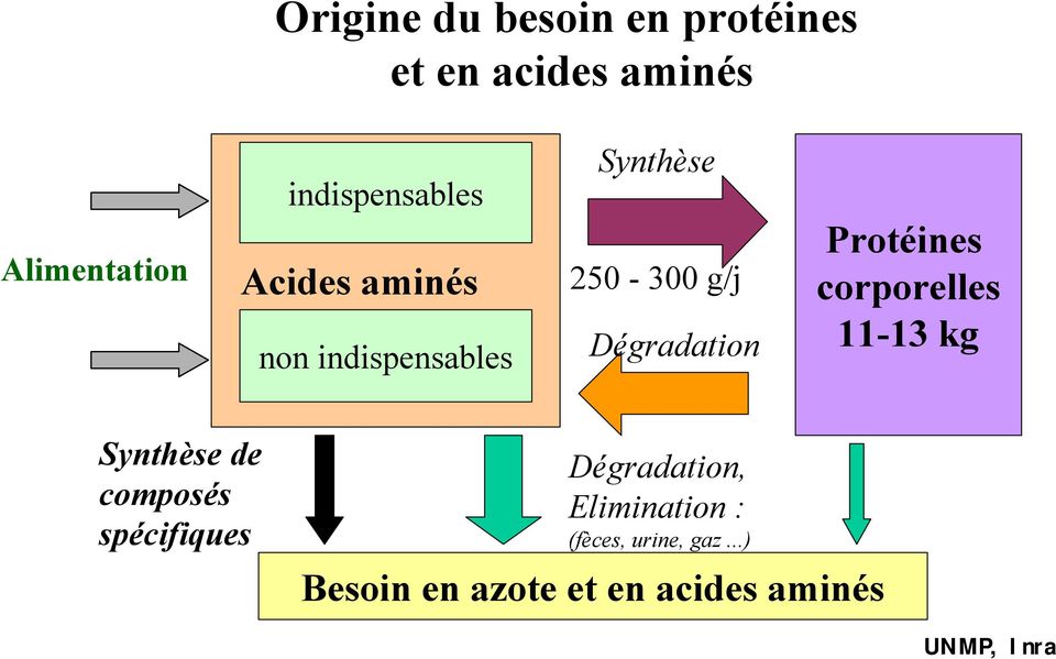 Dégradation Protéines corporelles 11-13 kg Synthèse de composés