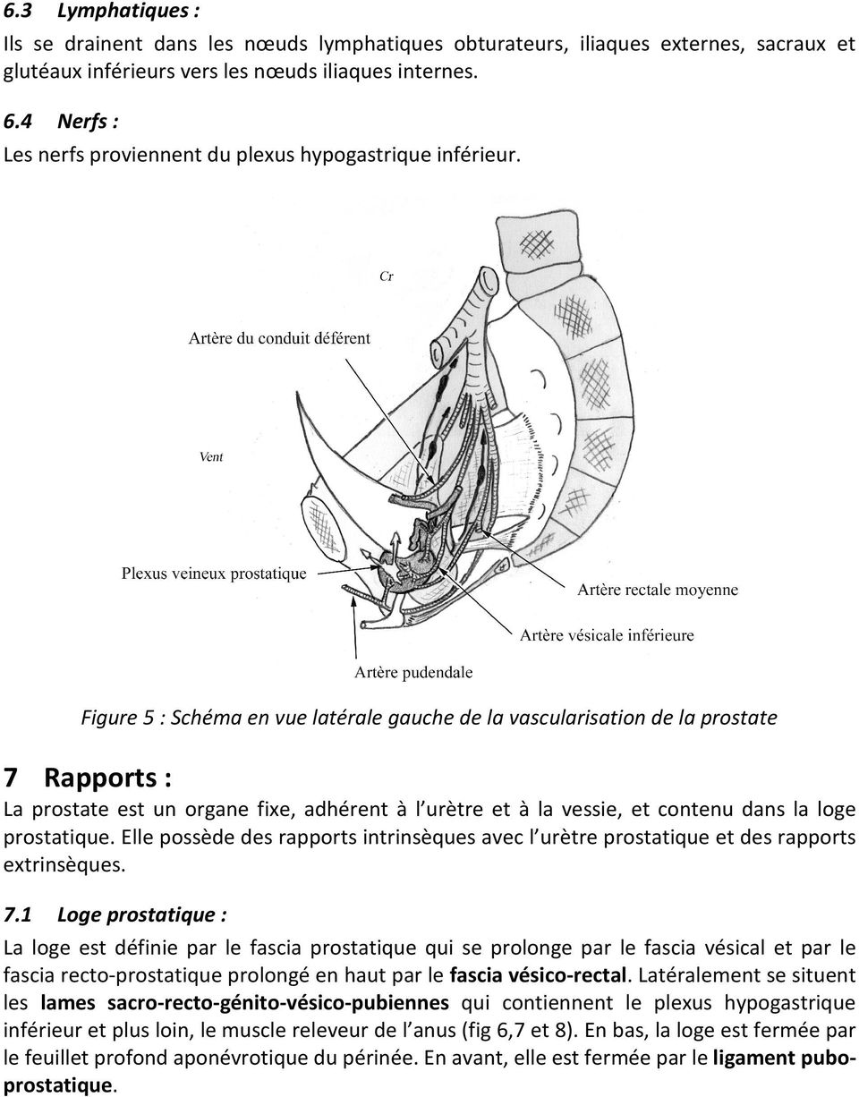 Figure 5 : Schéma en vue latérale gauche de la vascularisation de la prostate 7 Rapports : La prostate est un organe fixe, adhérent à l urètre et à la vessie, et contenu dans la loge prostatique.