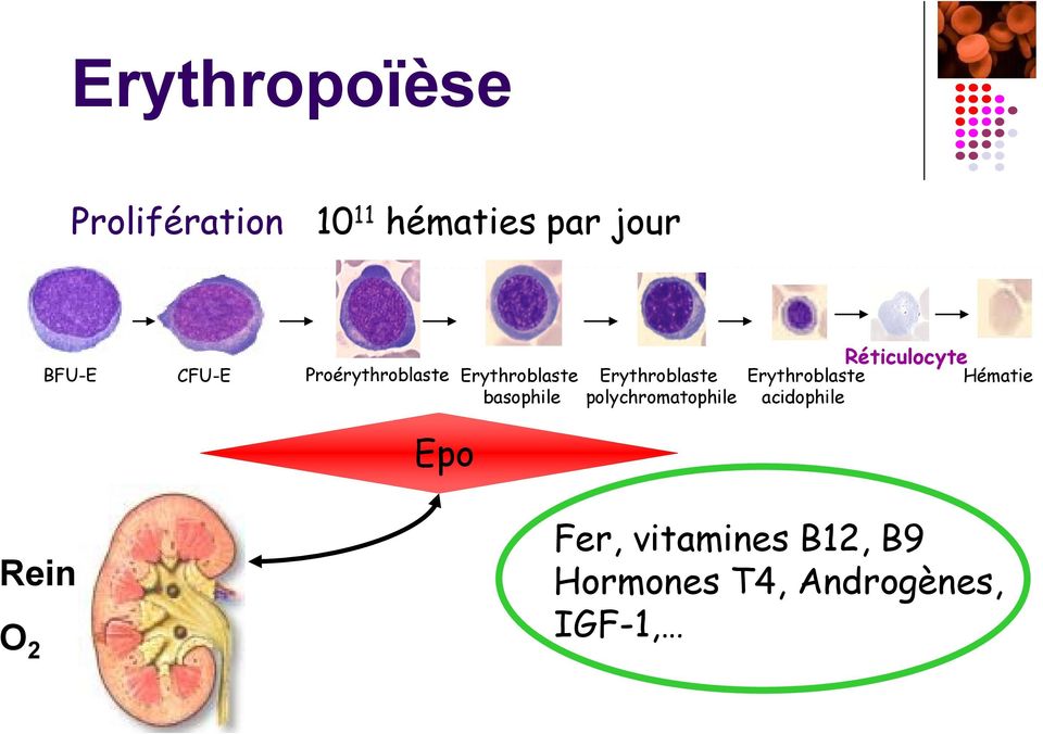 polychromatophile Erythroblaste acidophile Réticulocyte