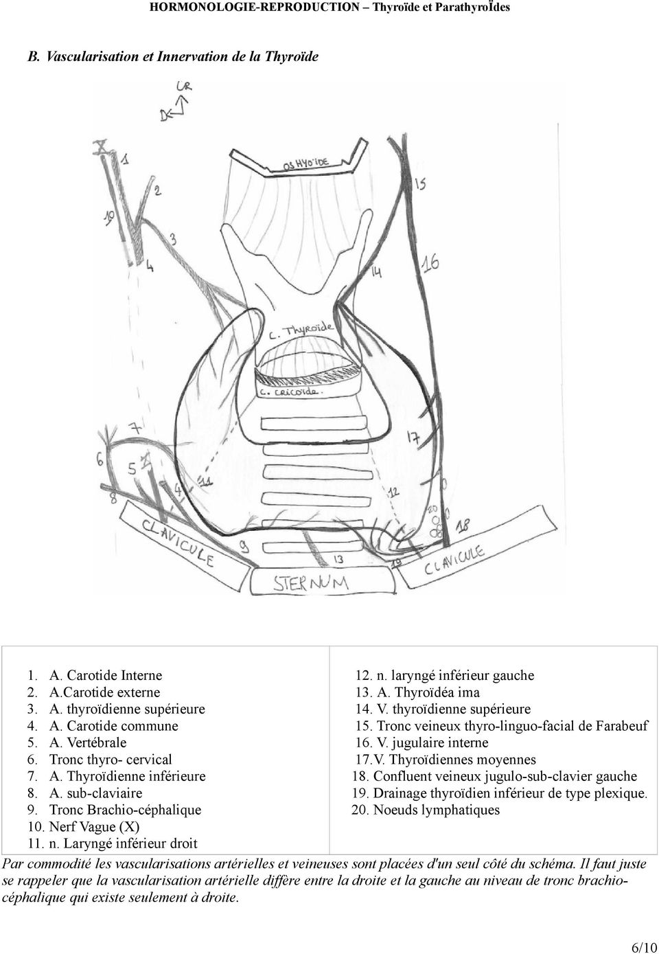 Tronc veineux thyro-linguo-facial de Farabeuf 16. V. jugulaire interne 17.V. Thyroïdiennes moyennes 18. Confluent veineux jugulo-sub-clavier gauche 19. Drainage thyroïdien inférieur de type plexique.