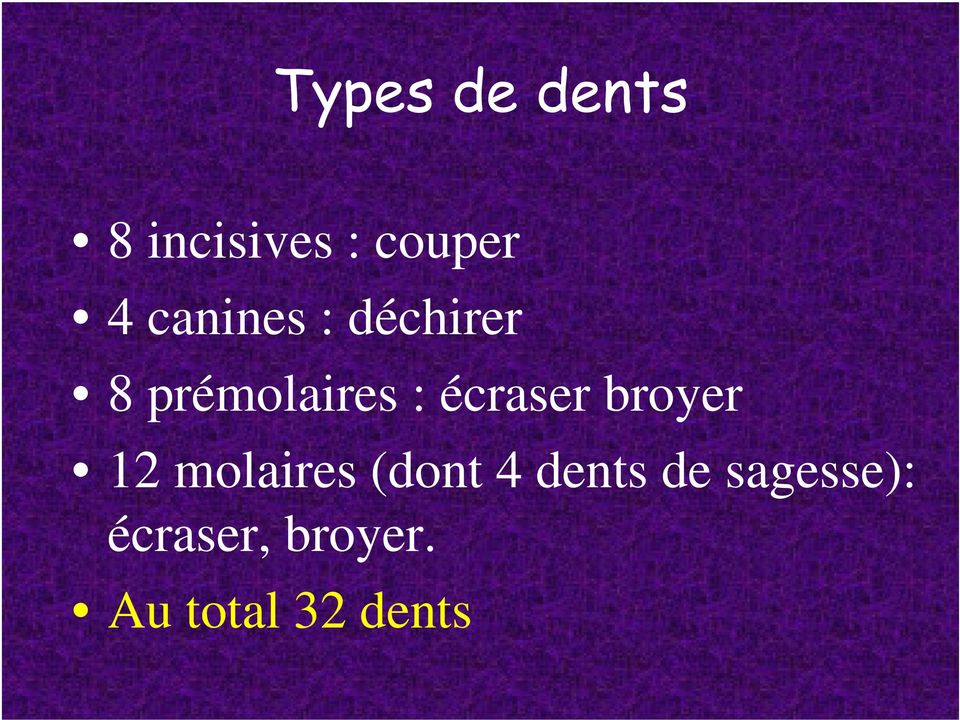 écraser broyer 12 molaires (dont 4 dents