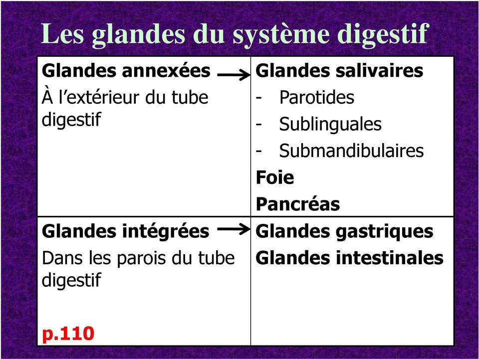 digestif Glandes salivaires - Parotides - Sublinguales -
