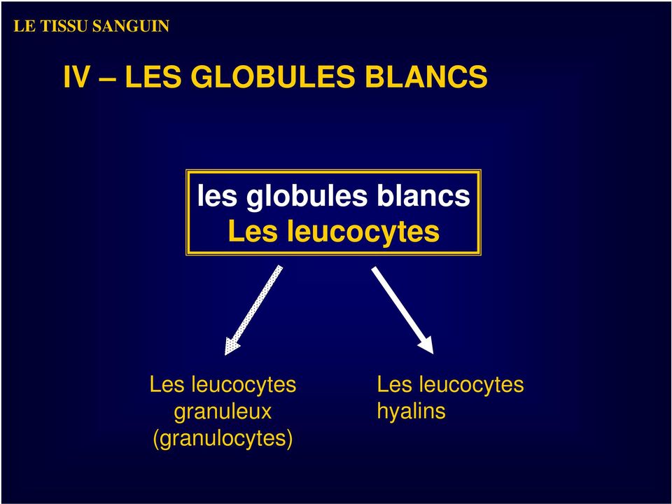 leucocytes Les leucocytes