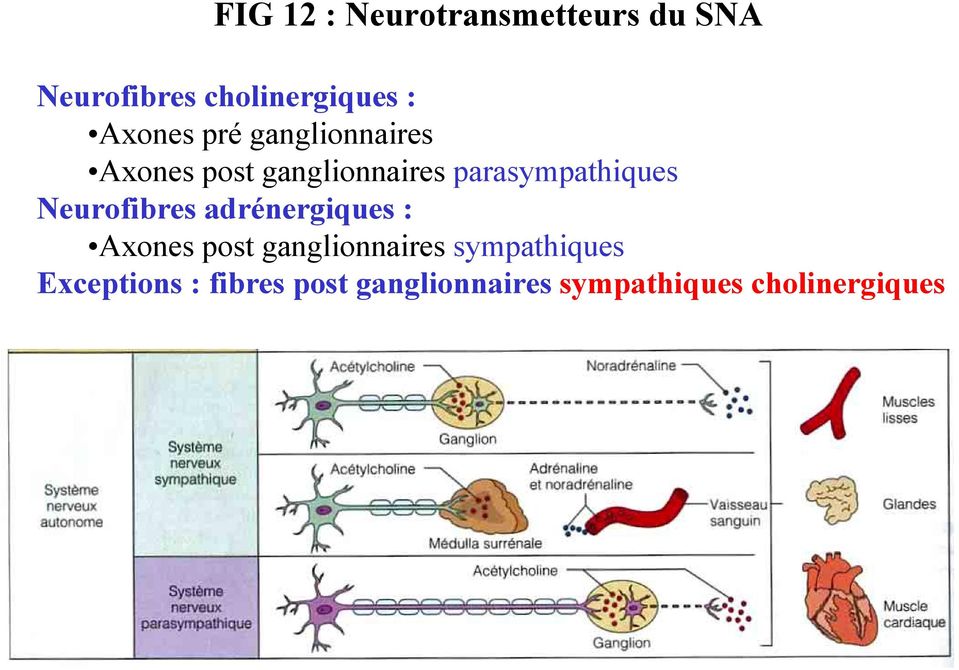 parasympathiques Neurofibres adrénergiques : Axones post