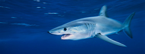 Menaces De nombreuses espèces de requins sont menacées. C est notamment le cas du requin blanc, du requin-baleine et du requin mako à longues nageoires.