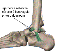 Les ligaments, structures résistantes reliant les